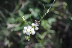 Augochloropsis tupacamaru