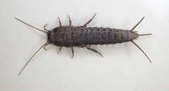 Allacrotelsa spinulata