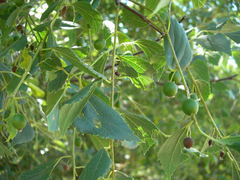 Celtis planchoniana