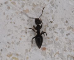 Technomyrmex difficilis