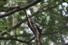 Knipolegus cyanirostris