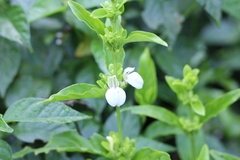 Poikilacanthus glandulosus