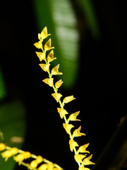 Stelis pittieri