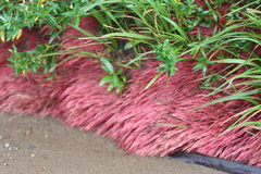 Sebastiania schottiana