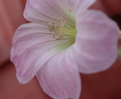 Geranium schlechteri