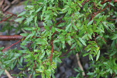 Sebastiania schottiana