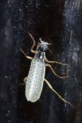 Epicauta fulvicornis