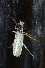 Epicauta fulvicornis