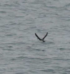 Brachyramphus perdix