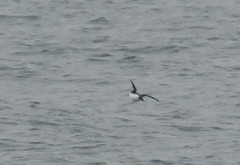 Brachyramphus perdix