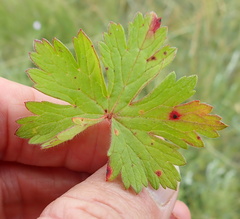 Geranium schlechteri