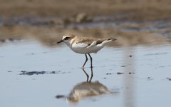 Charadrius javanicus
