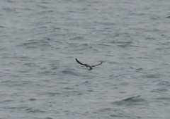 Brachyramphus perdix