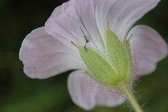 Geranium schlechteri