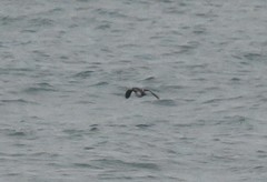 Brachyramphus perdix