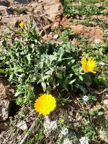 Calendula suffruticosa subsp. fulgida image