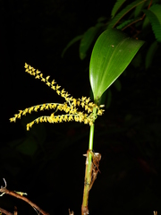 Stelis pittieri