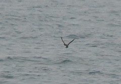 Brachyramphus perdix