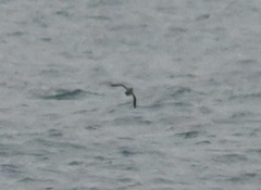 Brachyramphus perdix