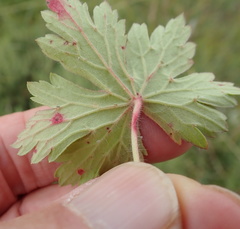 Geranium schlechteri