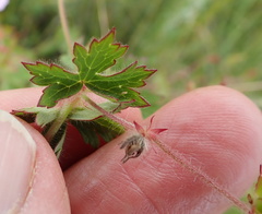 Geranium schlechteri