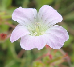 Geranium schlechteri