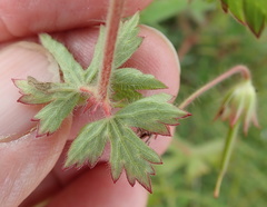 Geranium schlechteri