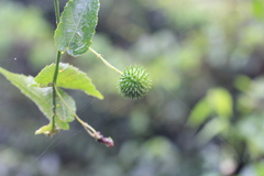 Byttneria urticifolia
