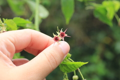 Byttneria urticifolia