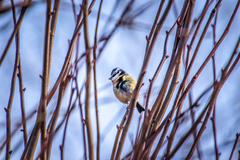 Cyanistes caeruleus