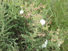 Geranium schlechteri