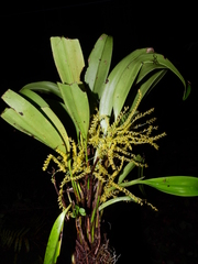 Stelis pittieri