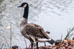 Branta canadensis