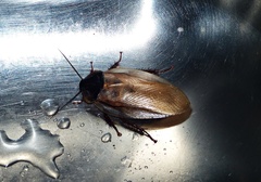 Eublaberus argentinus