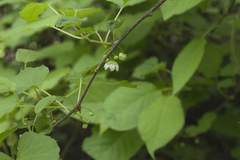 Actinidia kolomikta