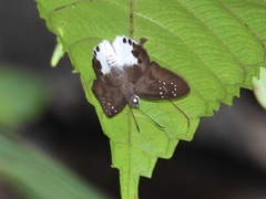 Tagiades calligana