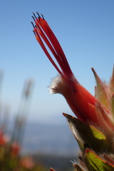 Mimetes capitulatus