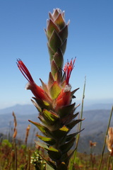 Mimetes capitulatus