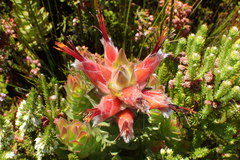 Mimetes capitulatus