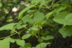 Actinidia kolomikta