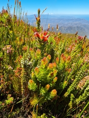 Mimetes capitulatus