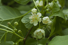 Actinidia kolomikta