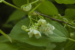 Actinidia kolomikta