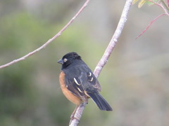 Pipilo erythrophthalmus alleni