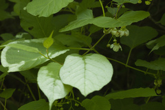 Actinidia kolomikta