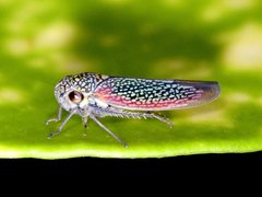 Macugonalia cavifrons