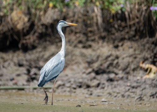 Grey Heron