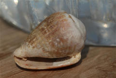 Conus miliaris