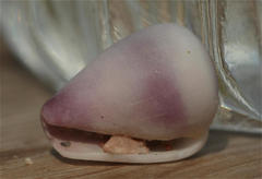 Conus parvatus