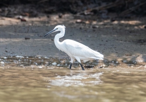 Western Little Egret